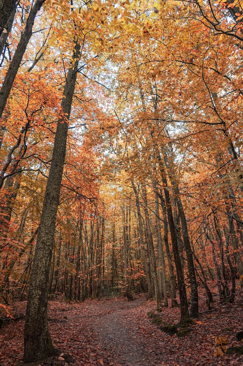 brown trees on forest during daytime