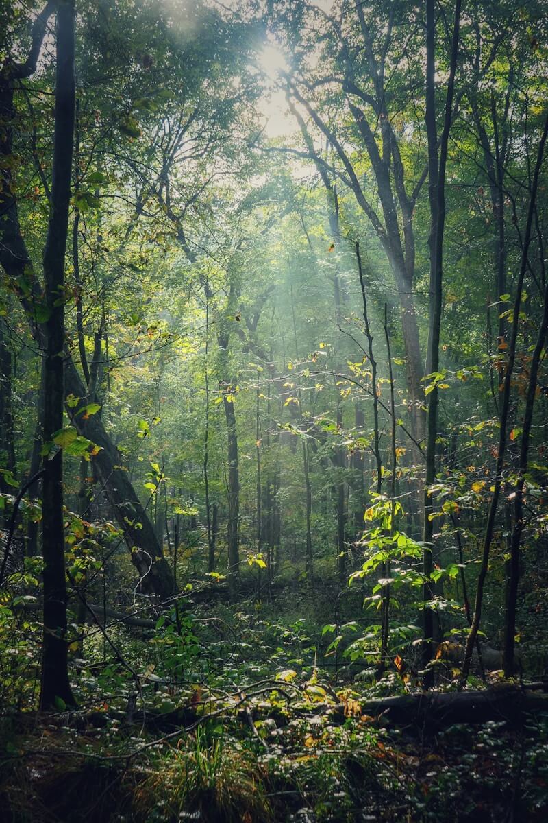 green trees in forest during daytime